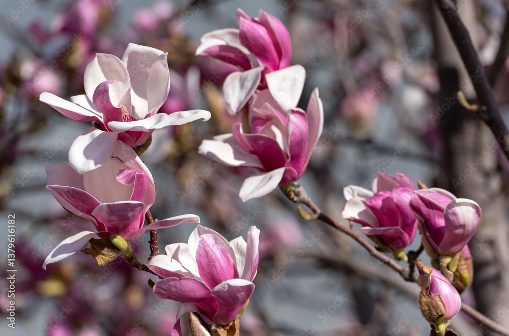 Obraz premium A close-up of pink magnolia flowers of varying degrees of opening, the stamens and the internal structure of the flower are visible.