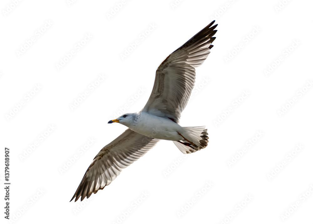 Fototapeta premium Seagull flying isolated on transparent background Generative Ai. 