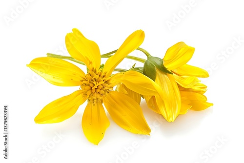 Yellowroot Flower isolated on white background.close up.