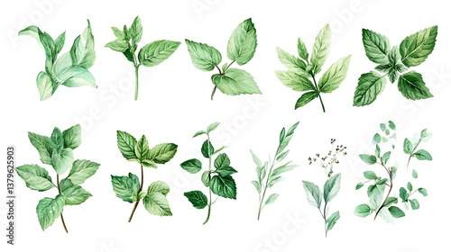 Watercolor Set of Various Fresh Green Herbs and Leaves on White Background