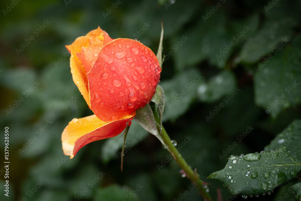 An orange rose blooms in the middle of a spring rainstorm in a garden in San Diego California
