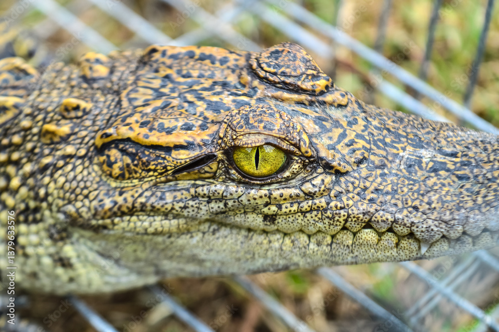 Fototapeta premium the Eye of Crocodile, wildlife