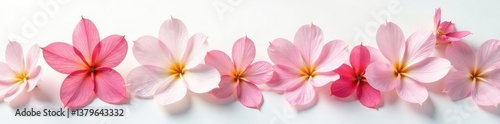 Delicate flower petals unfurl on a crisp white surface, white background, flowers