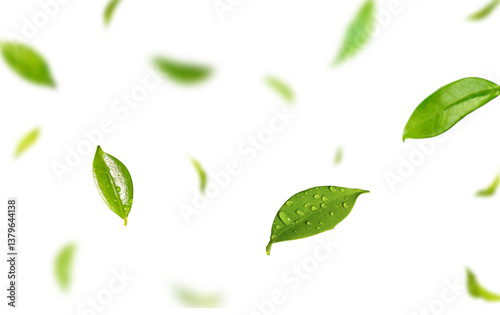 Floating Green Leaves with Transparent Background