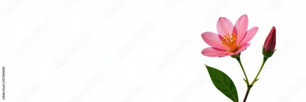 Isolated single flower isolated on white background, , flower Isolated single flower isolated on white background, , flower
