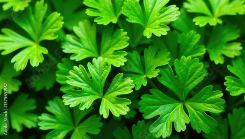Fresh parsley leaves forming a natural pattern , design, botanical