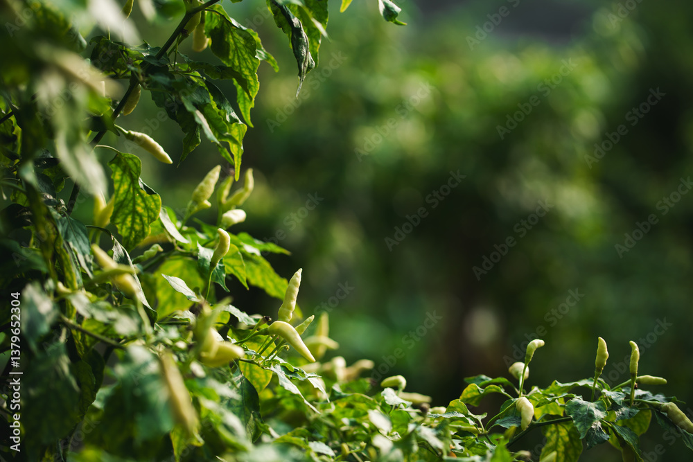 Fototapeta premium Harvesting green pods agricultural scene vineyard fields nature focus lush environment close-up view growth concept