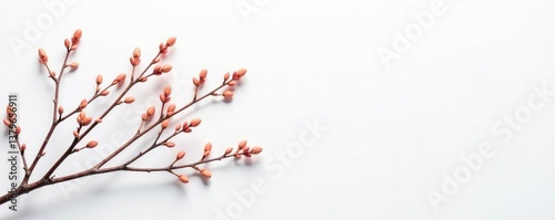 Thinner and more delicate branches on a plain white surface, white background, thin branches, branchy