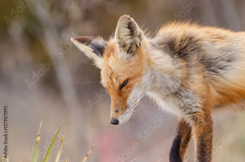 fox in the wild