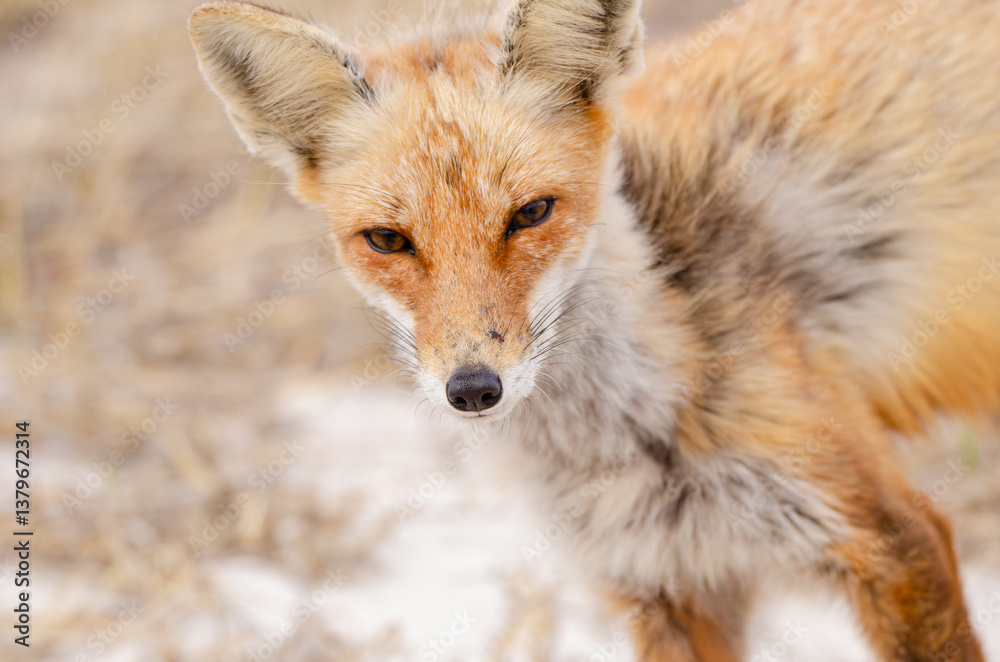 Red Fox portrait Red Fox portrait