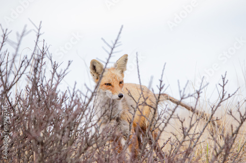 Red Fox behind bush
