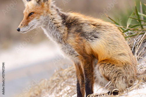 Side angle of Red Fox sitting