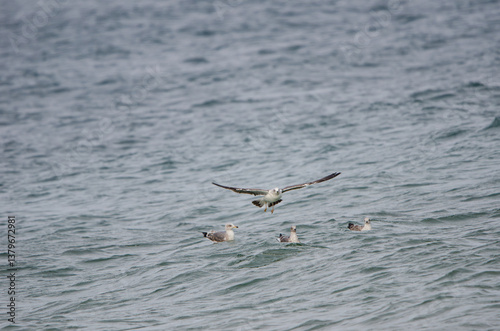 seagull in flight