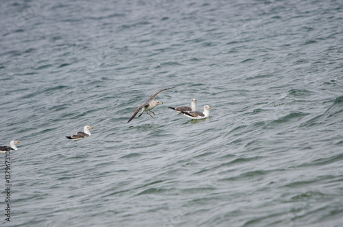 Seagulls in the ocean
