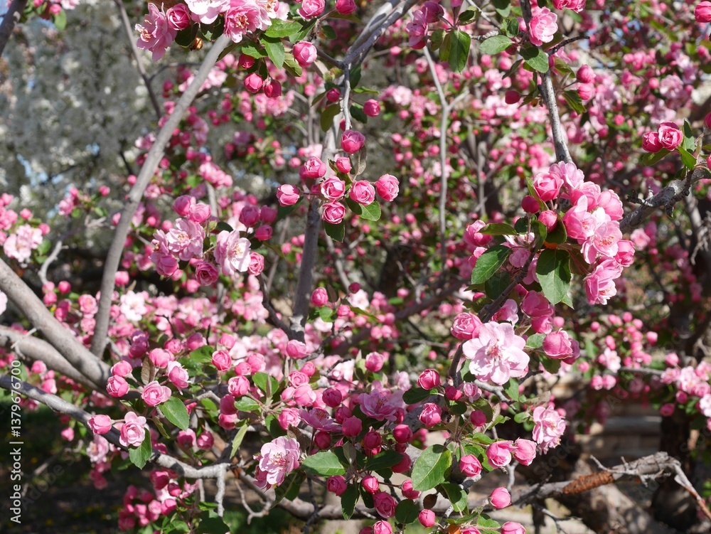 Obraz premium Brandywine Crabapple tree flowers and buds in Colorado