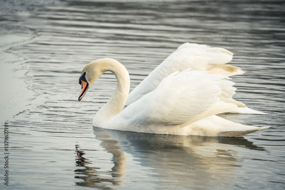 Naklejka premium Swan in Nature