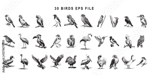 30 birds eps file, black and white drawing for kids books