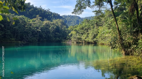 The untouched beauty of a tropical rainforest