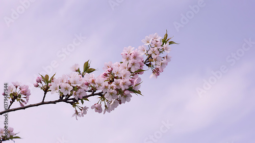pink cherry blossom in spring