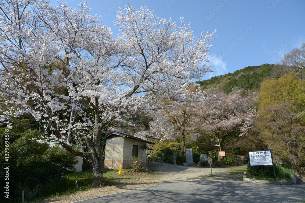 大石神社　参道の桜　京都市山科区