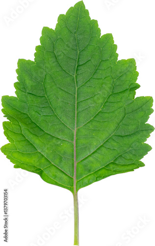 Patchouli leaves (Pogostemon cablin) on a transparent background. Patchouli leaves are the basic ingredient for making essential oils. PNG