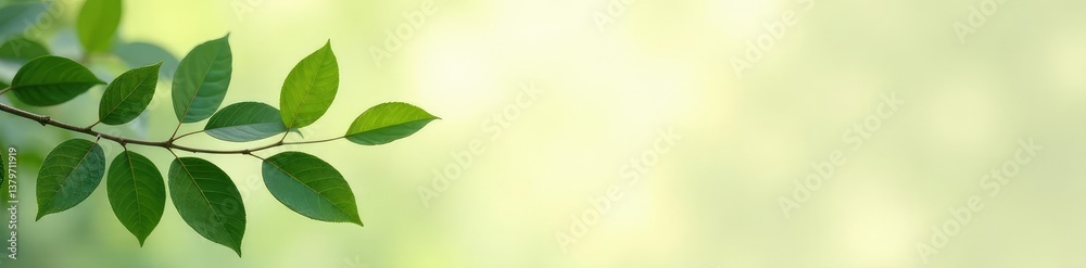 Dark green branches on light beige background with gentle reflections, leafy, wood Dark green branches on light beige background with gentle reflections, leafy, wood