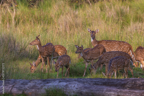 Canvas Print Spotted Deer herd - photographed in Nagarhole National Park (India)