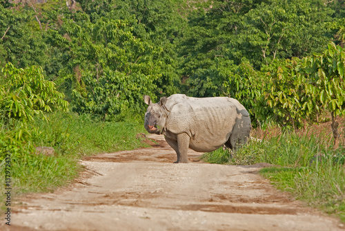 One-horned Rhino crossing the safari road in Kaziranga National Park, India