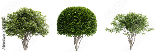 Amelanchier (Serviceberry, Juneberry, Shadbush) tree on transparent background.3d rendering