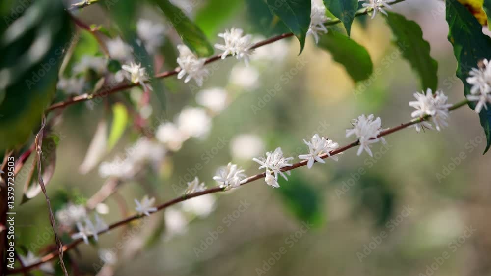 Close up view in slow motion of a Bee exploring white flowers in a garden. Close up view in slow motion of a Bee exploring white flowers in a garden.