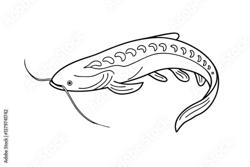 Line Art Drawing of a Catfish Aquatic, Freshwater, Fish Illustration
