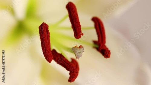 Macro Exploration of Lily Flower Anatomy