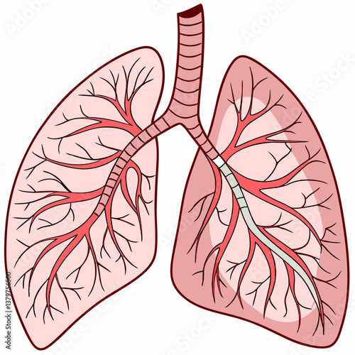 lung