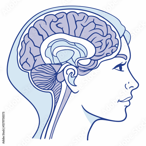 brain