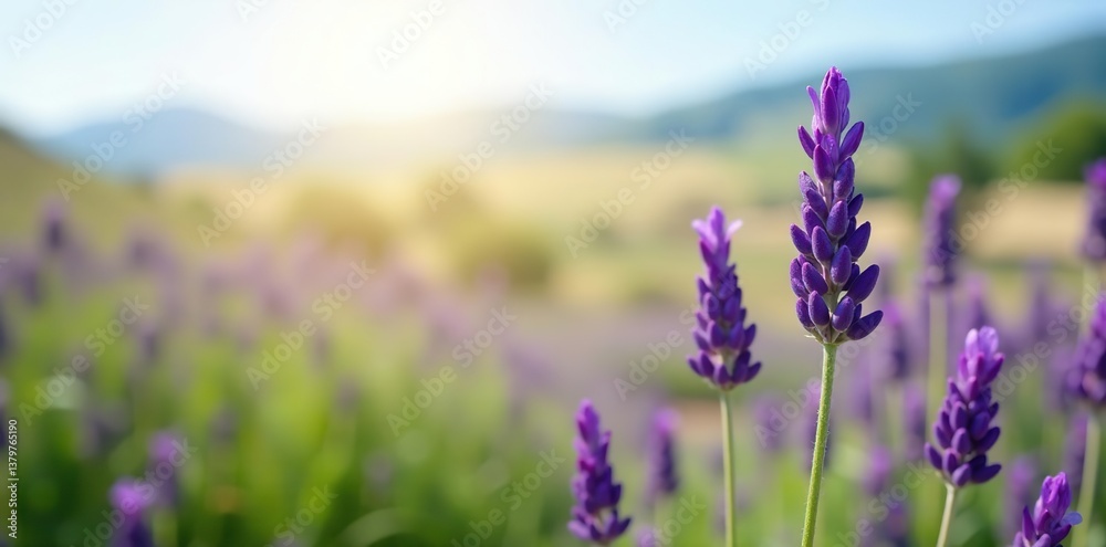 Fototapeta premium A beautiful close-up shot of a blooming lavender plant in a field, fragrant, agriculture