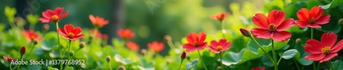 Beautiful calotrope flowers blooming in a vibrant lush greenery background, showcasing the beauty of nature and plant life,  background,  greenery