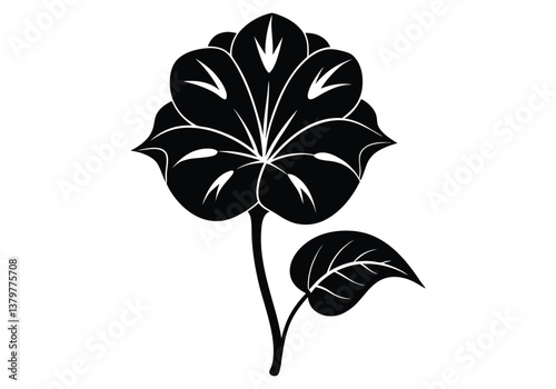 colotropis flower silhouette  isolated on white background