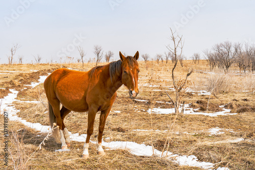 A healthy brown horse stands calmly in a dry, grassy field with scattered patches of melting snow. The background features bare trees under a soft blue sky, suggesting the end of winter 