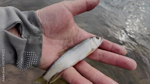 a fisherman releases a caught fish into the river