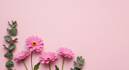 A pink background for a flat lay composition consisting of pink flowers and eucalyptus leaves