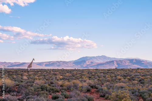 Fotografi Giraffe Walking Across Karoo Desert Landscape on a South African Game Drive