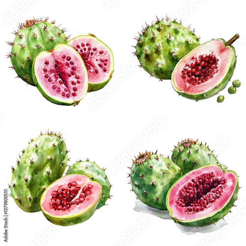 Watercolor Cactus Pear Fruit Illustration