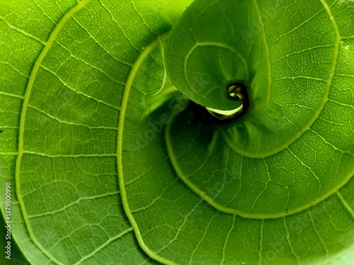 a close-up of a spiraling green leaf