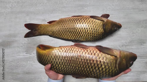 carp fish on the table, the cook put fresh carp fish on the table