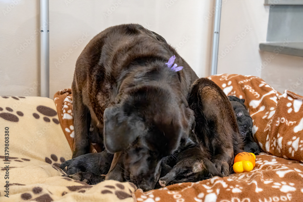 Labrador puppy litter cuddling with their mother, a tender and joyful family scene