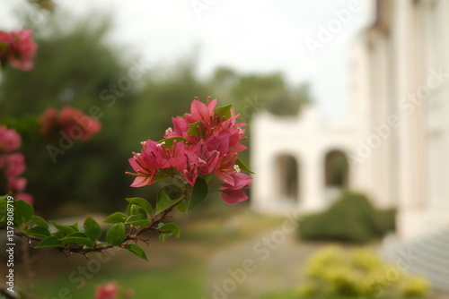Red Bougainvillea spectabilis (great bougainvillea) flowers with a blurred background. Nature background.