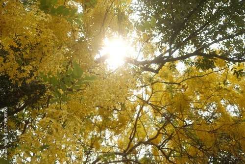 Cassia fistula. National flower of Thailand. (Golden Shower Tree)