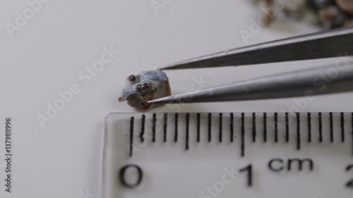 A fragment of a kidney stone crushed by ultrasound. Concept of prevention of urolithiasis caused by high salt content in water drunk in unfavorable regions