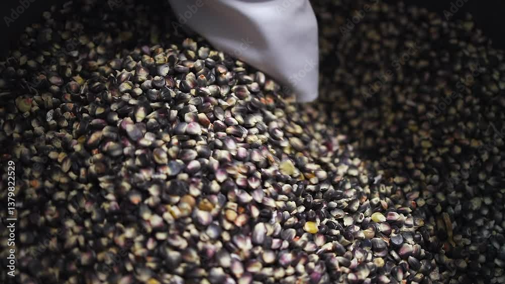 Narrow focus close-up: Hand reaches into bin of blue corn kernels