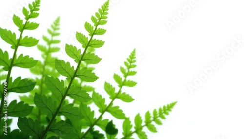 Delicate fern fronds isolated on white background, botanical, trees
